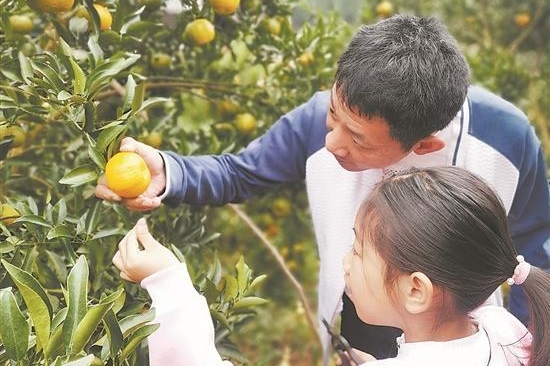 秋冬果园丰收啦!周末带娃摘水果去