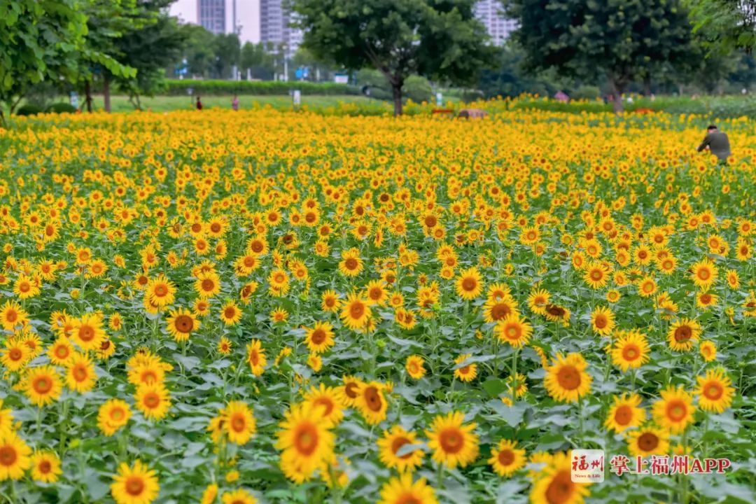 注意福州这些公园今起全面实行预约制