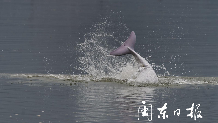 萌!中华白海豚在霞浦海域跳跃翻滚