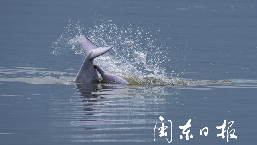 萌!中华白海豚在霞浦海域跳跃翻滚