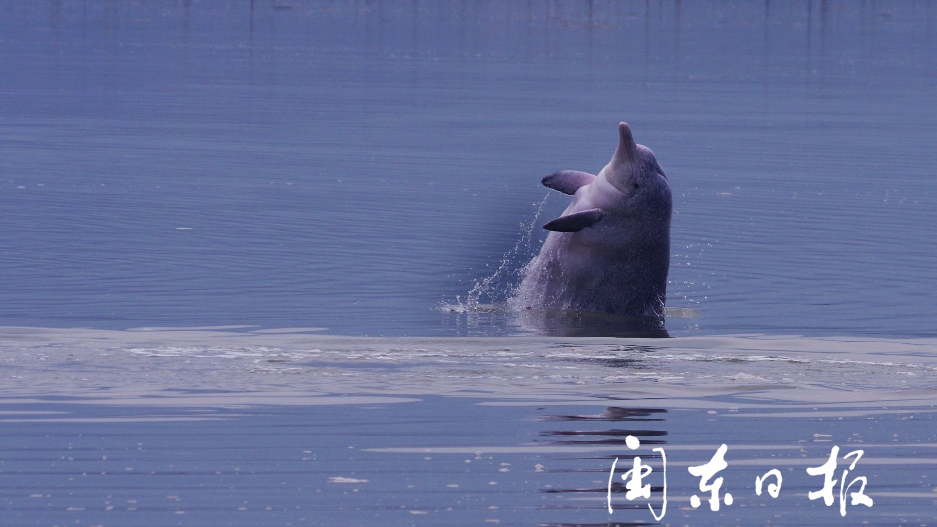 萌呆啦!中华白海豚在霞浦海域跳跃翻滚