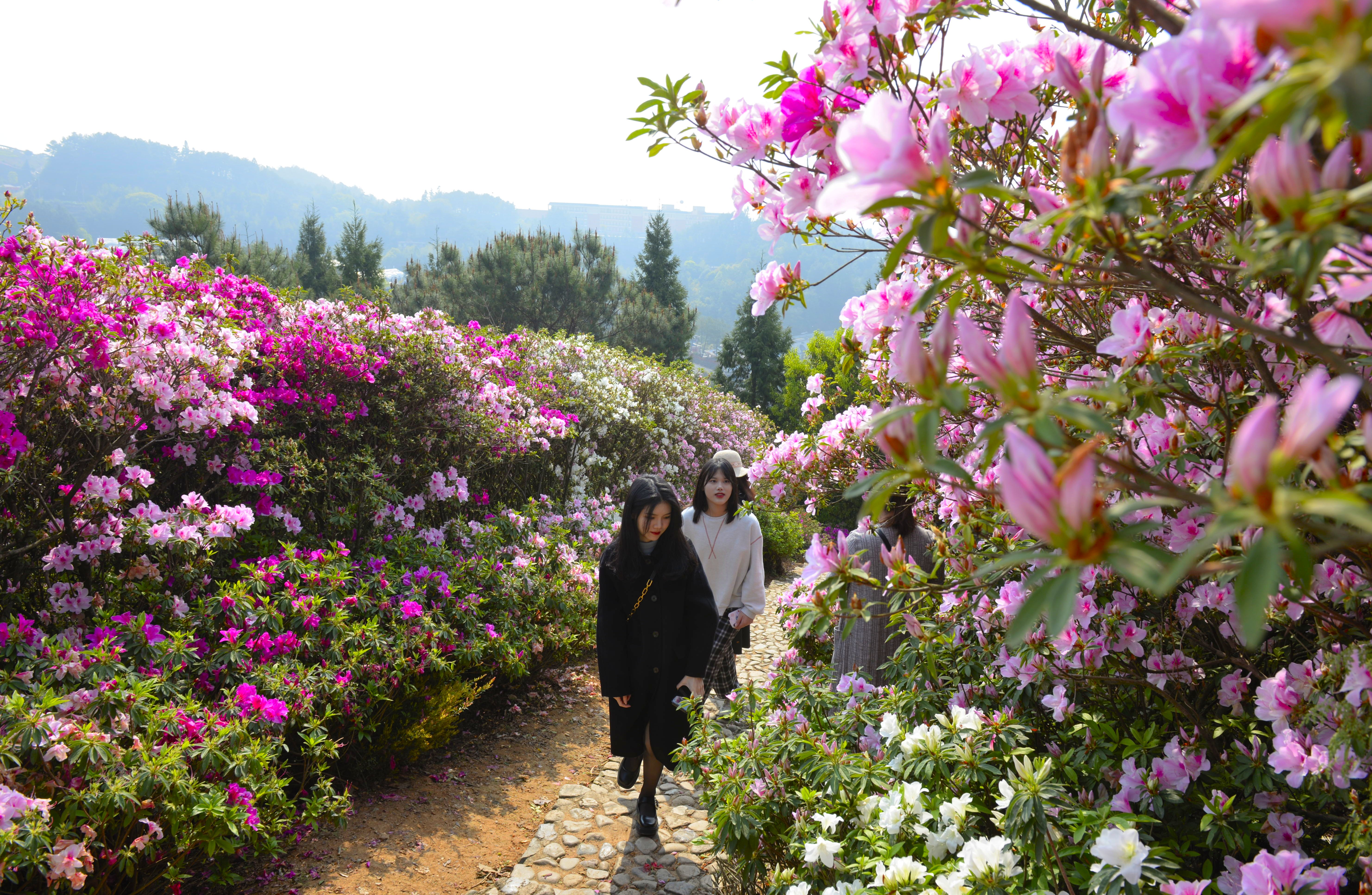 德化县唐寨山:春风十里杜鹃香