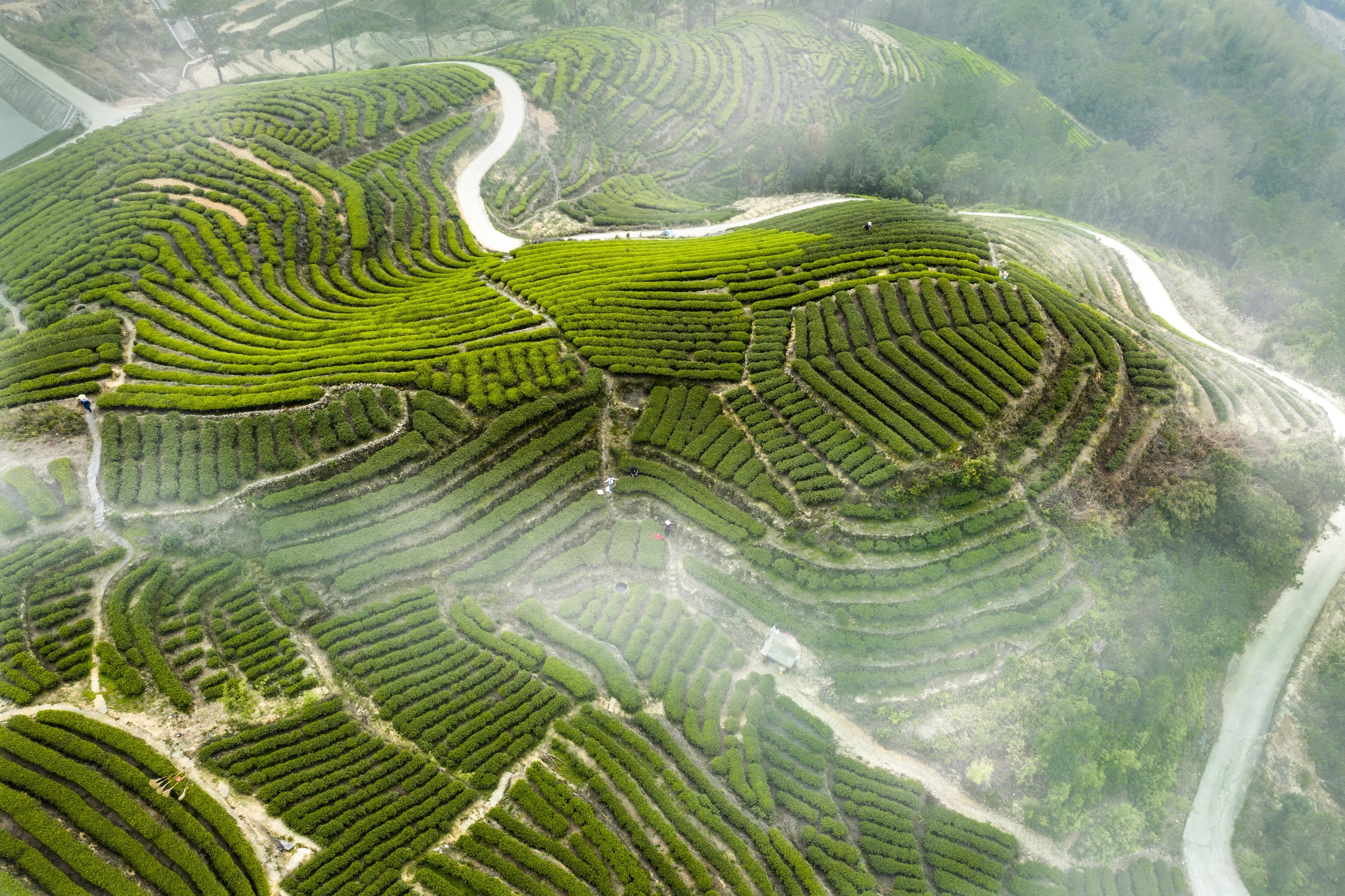 每日一景 宁德柘荣:柘荣山有色"茶"迎天下客