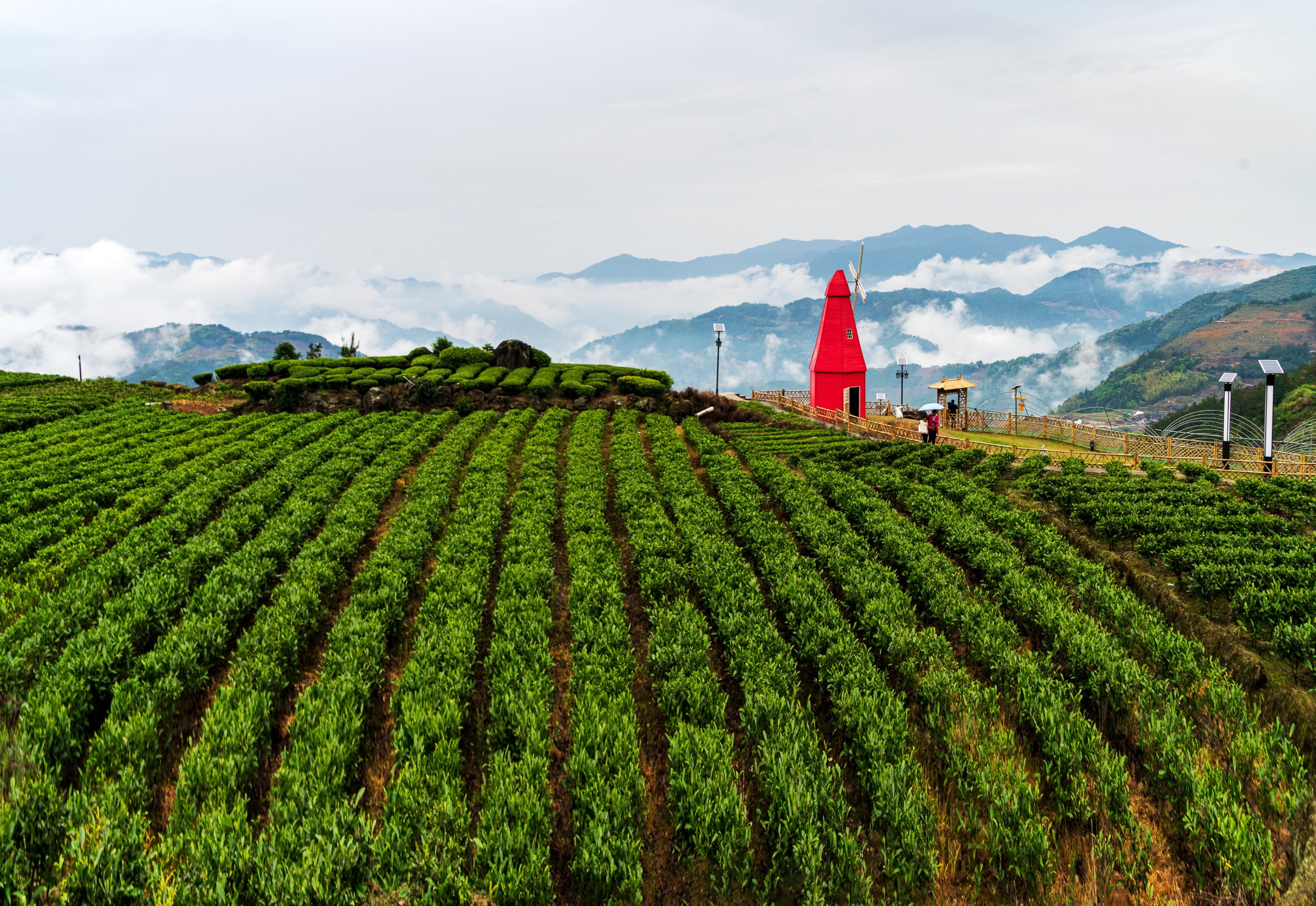 每日一景 | 宁德柘荣:柘荣山有色,"茶"迎天下客