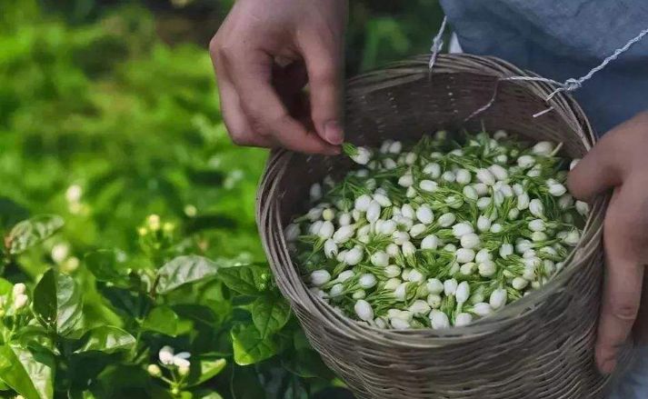 福州赠送10万株茉莉花苗!还有多肉!点击预约!