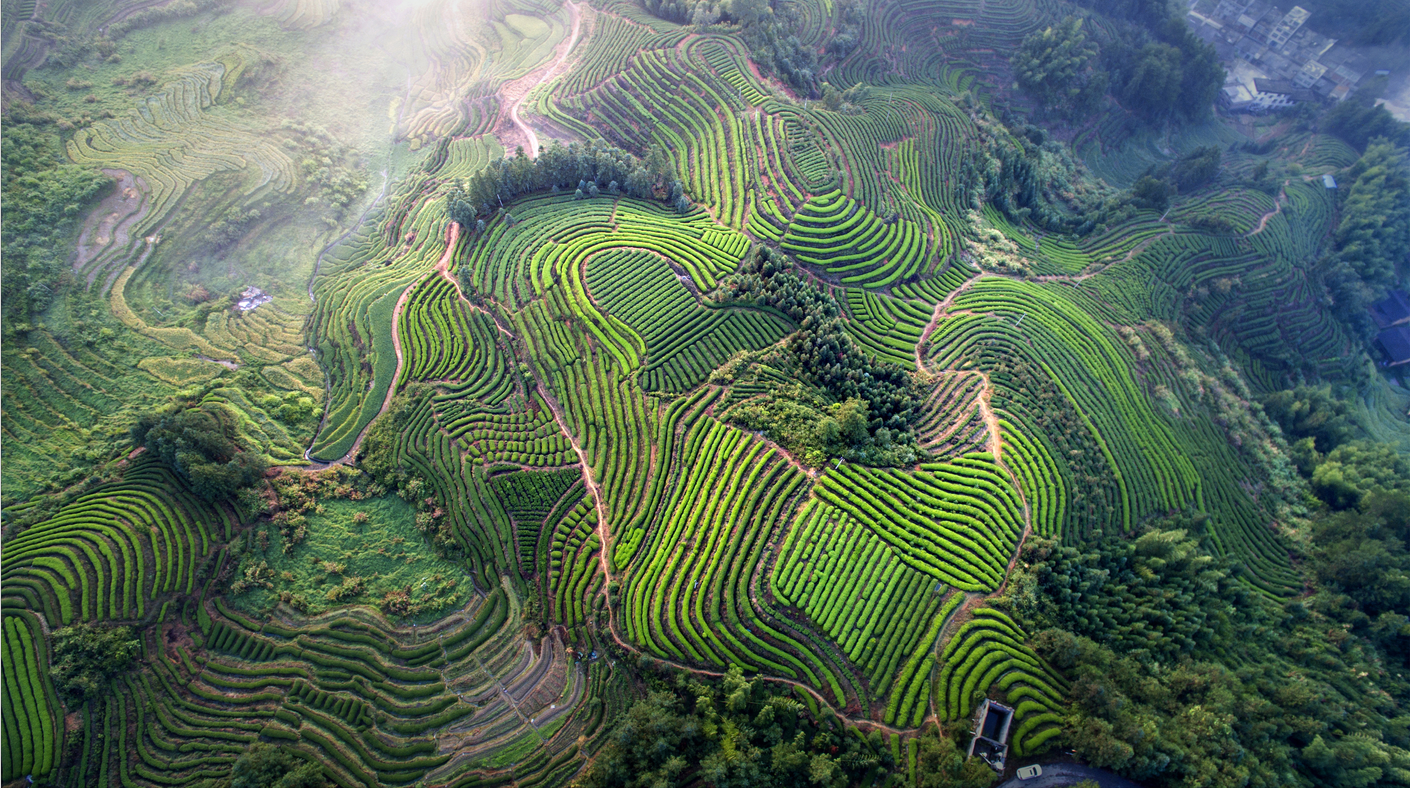 年首届周宁高山云雾茶文化旅游节在玛坑乡万亩生态茶园摄影基地举行