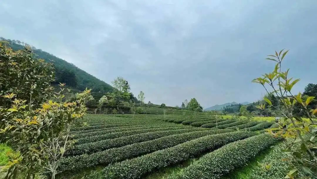 武夷山燕子窠生态茶园(耳东 摄)