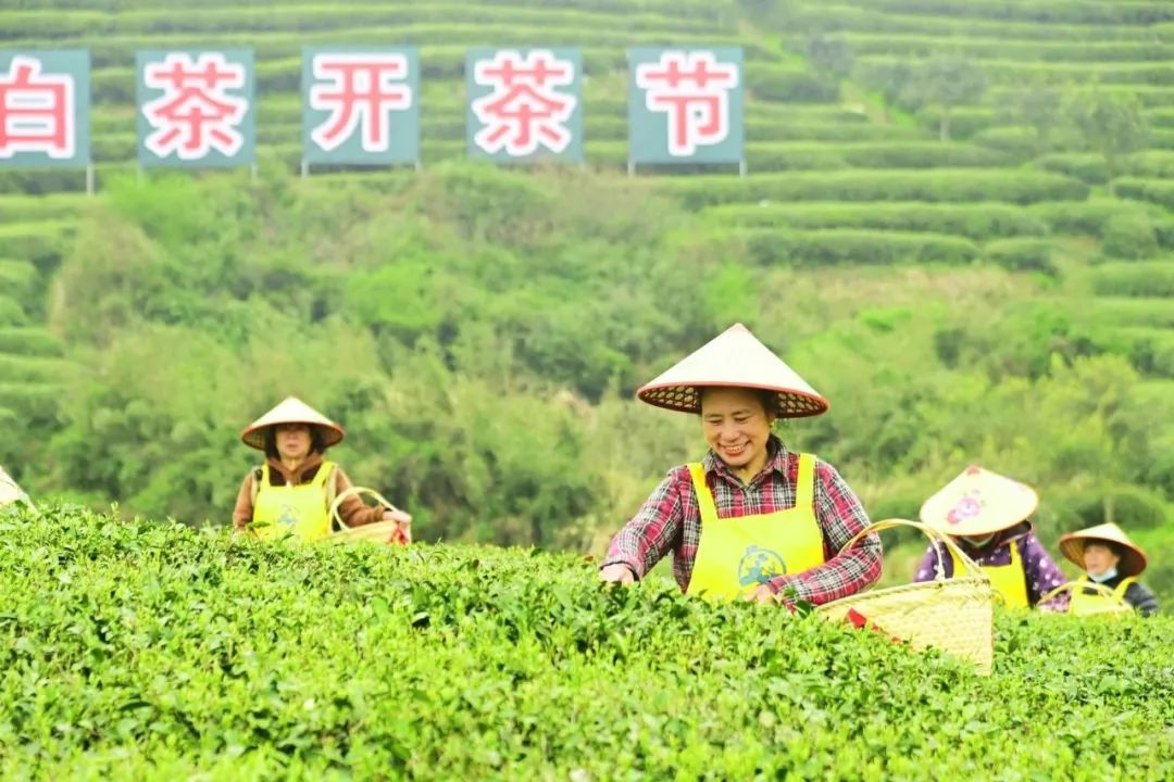 开茶喽福鼎云上开茶