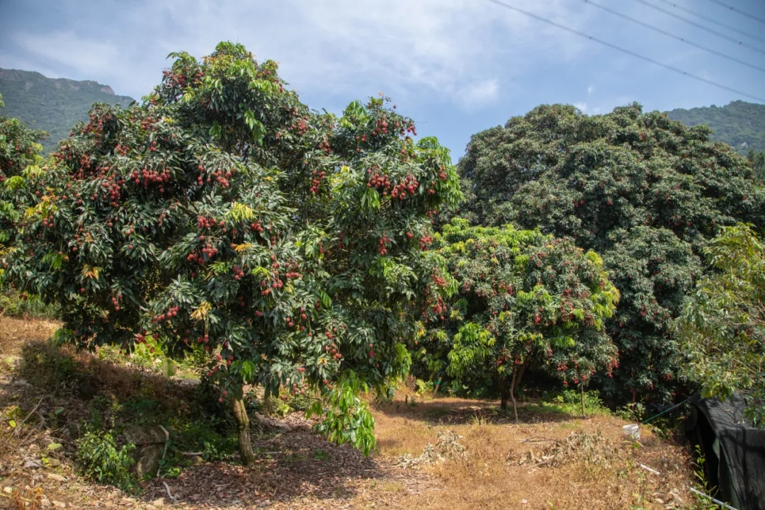 馋哭了福清这个村竟有100多棵百年古荔枝树