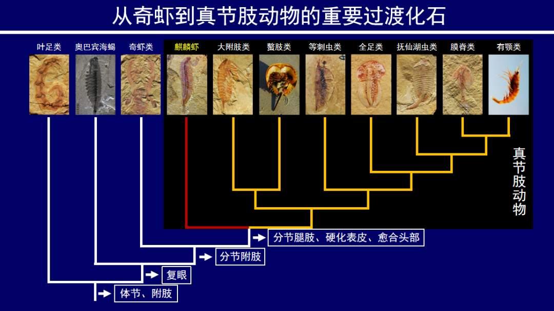 虾字的演变过程图片图片