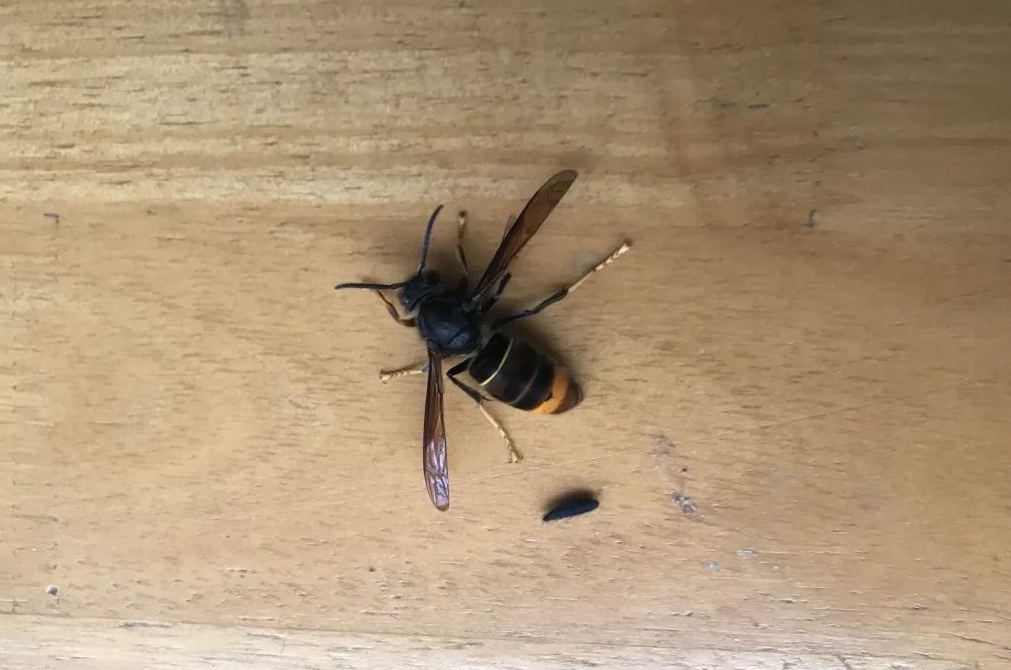 罪魁祸首 竟是它 本月以来 省人民医院接诊了 50余名被马蜂蜇伤的市民