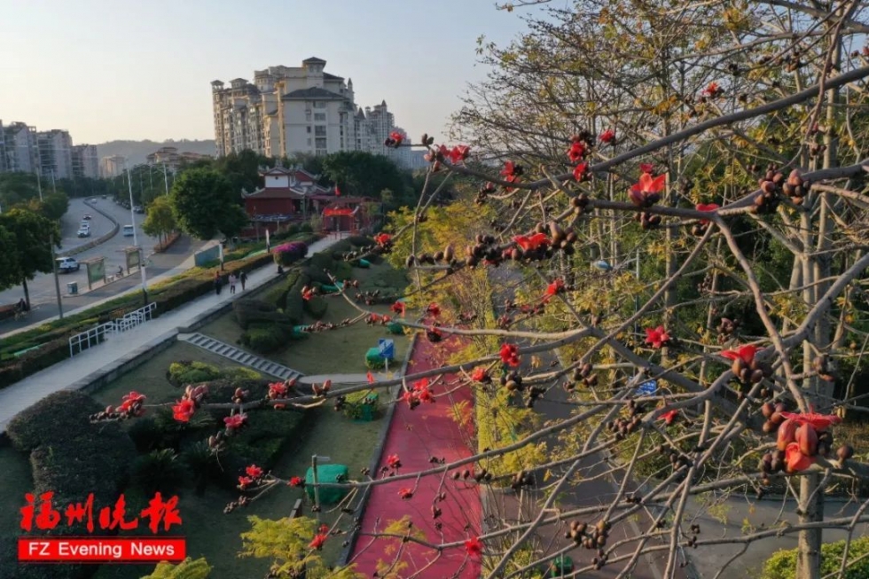 开门红福州木棉花提前开放