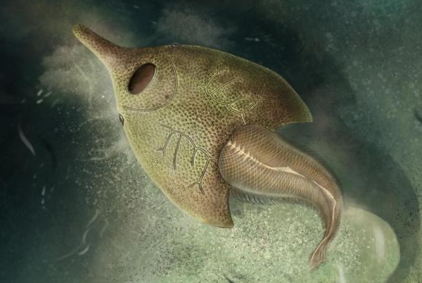 我国科学家研究新发现4.1亿年前最原始鸭吻鱼类