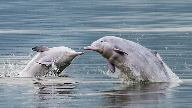 00左右,在霞浦县盐田乡南湾摄影点海域,两只中华白海豚在近海欢快地