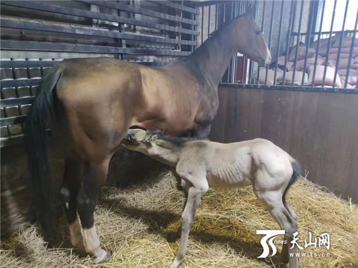 小元旦小元宵新疆汗血马宝宝太多节日不够用了