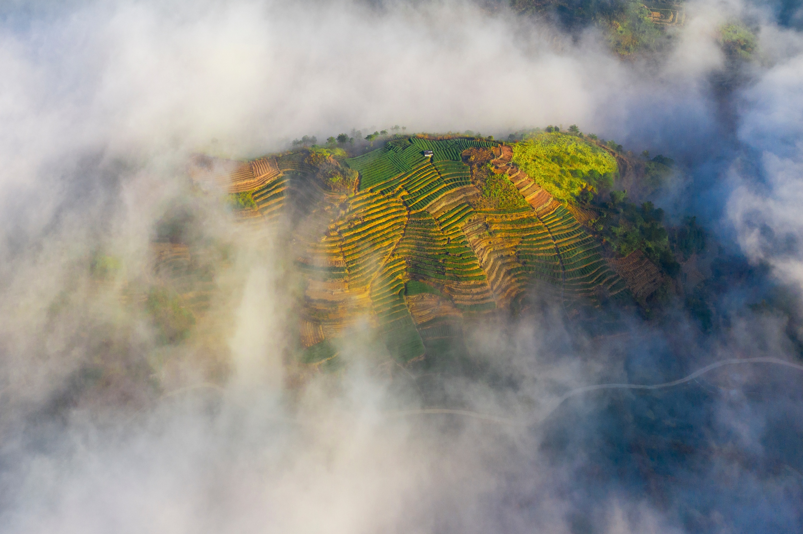 《高山云雾茶好茶》林文强