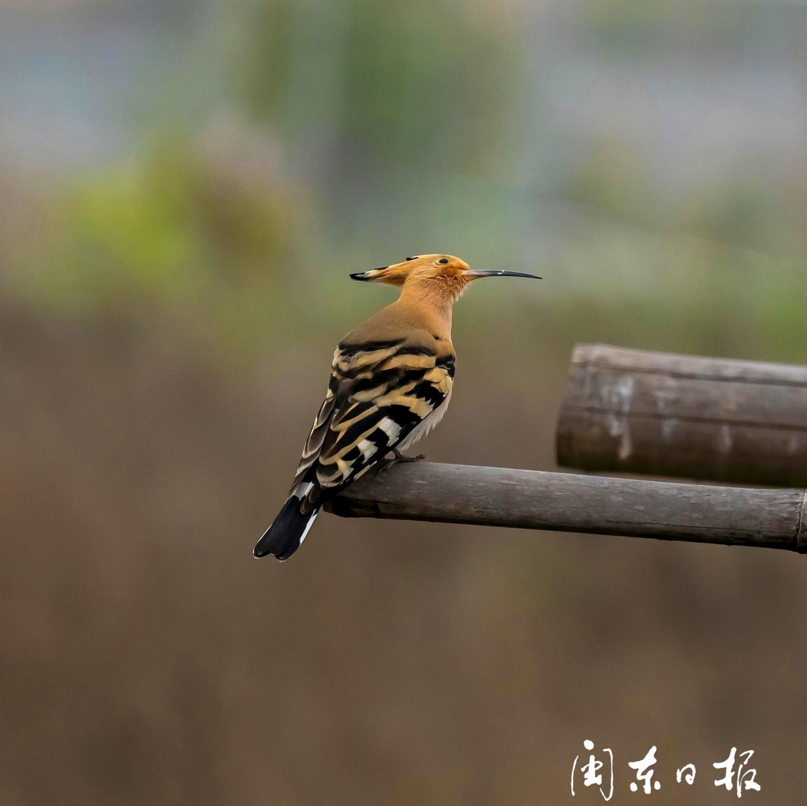 中国的鸟类，有多美？__凤凰网