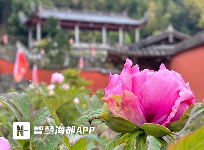 山寺牡丹正芳芳!闽侯大湖乡迎来最佳赏花期