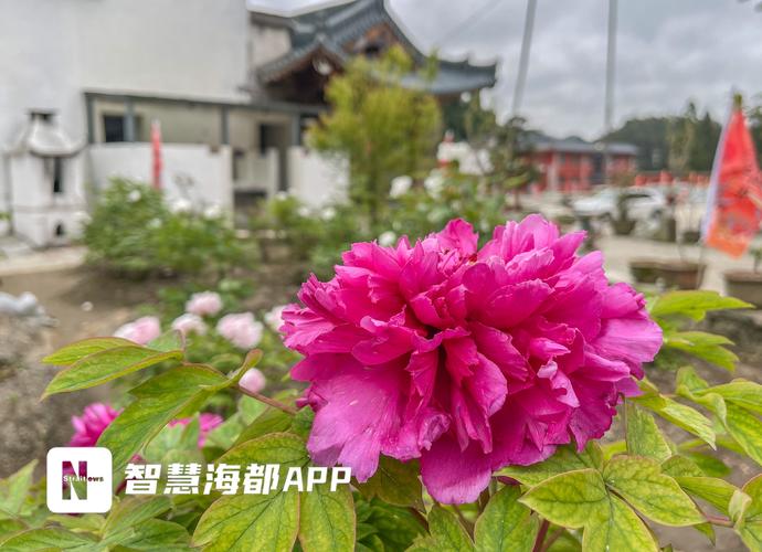 山寺牡丹正芳芳!闽侯大湖乡迎来最佳赏花期