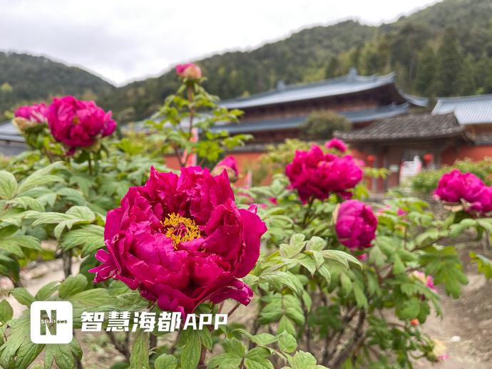 福州牡丹村图片