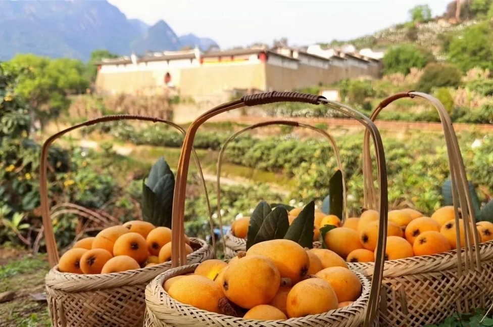 福州昨日上午,作为2021年 第四届福州(福清)枇杷节的开篇活动 一都