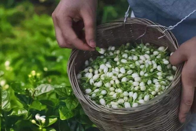 福州赠送10万株茉莉花苗!还有多肉!点击预约!