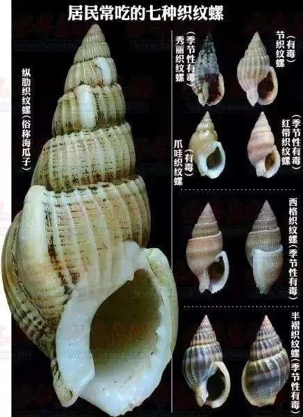 福寿螺为什么不能吃?图片