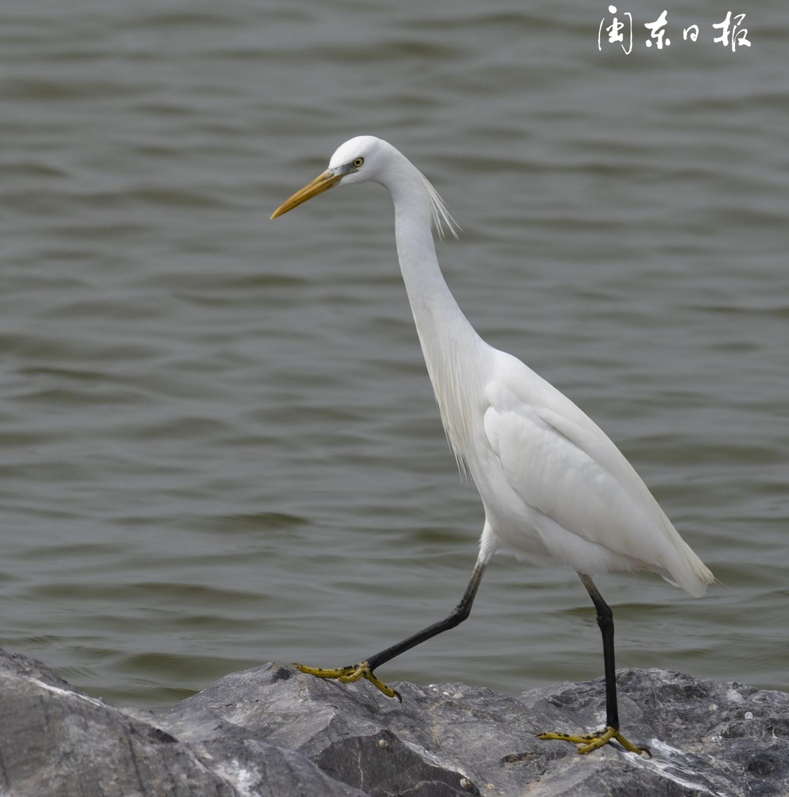 白色精靈黃嘴白鷺出現霞浦