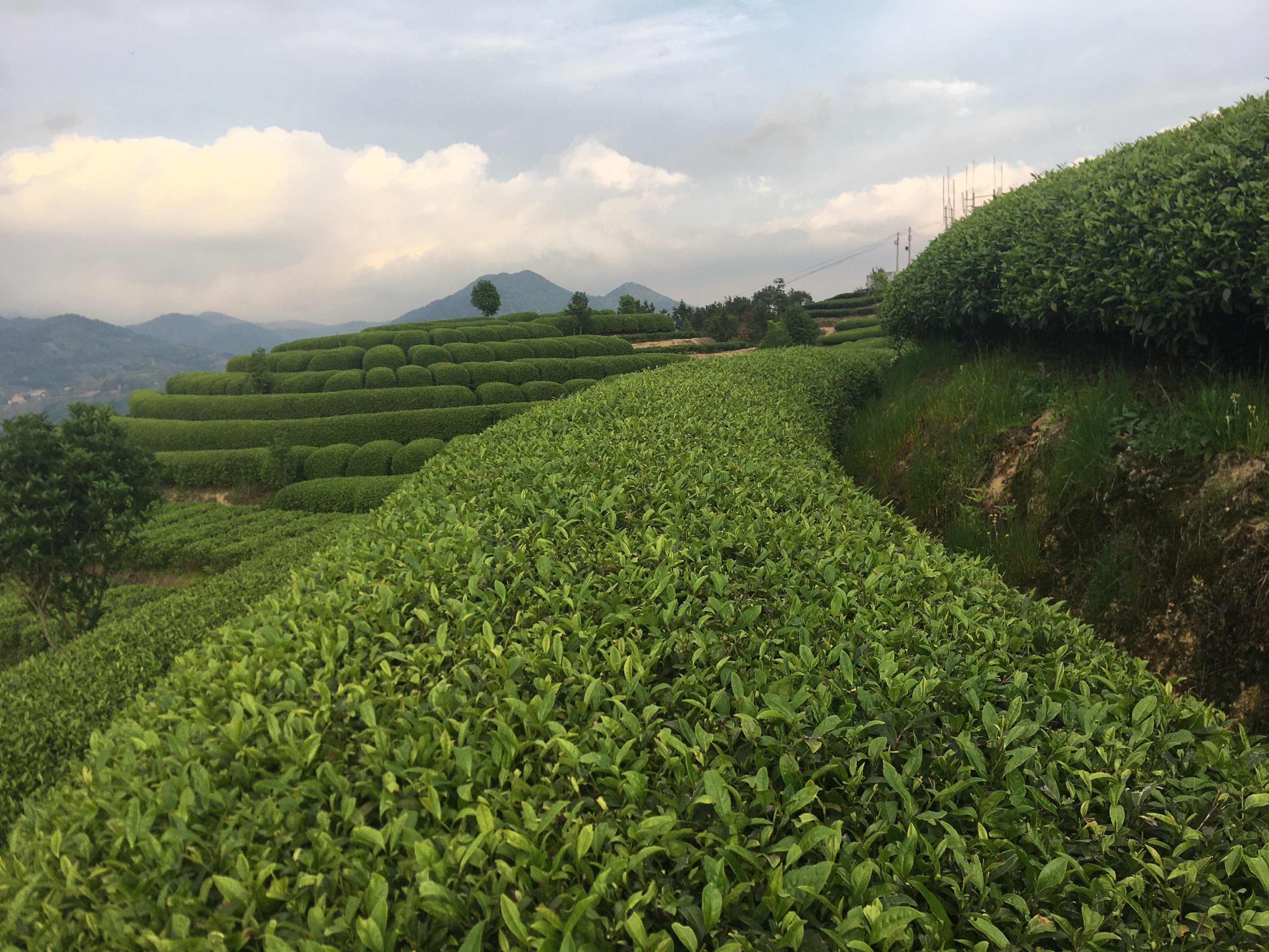 清新福建|宁德柘荣宅中:后垅醉美茶园