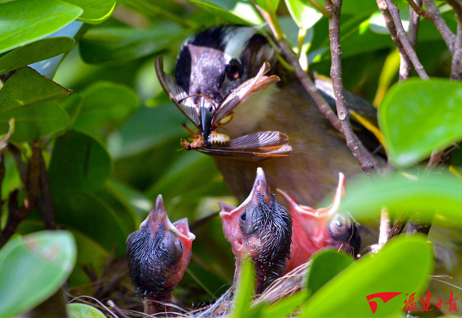 【小鸟吃虫。摄影图片】生态摄影_qz47433981_太平洋电脑网摄影部落