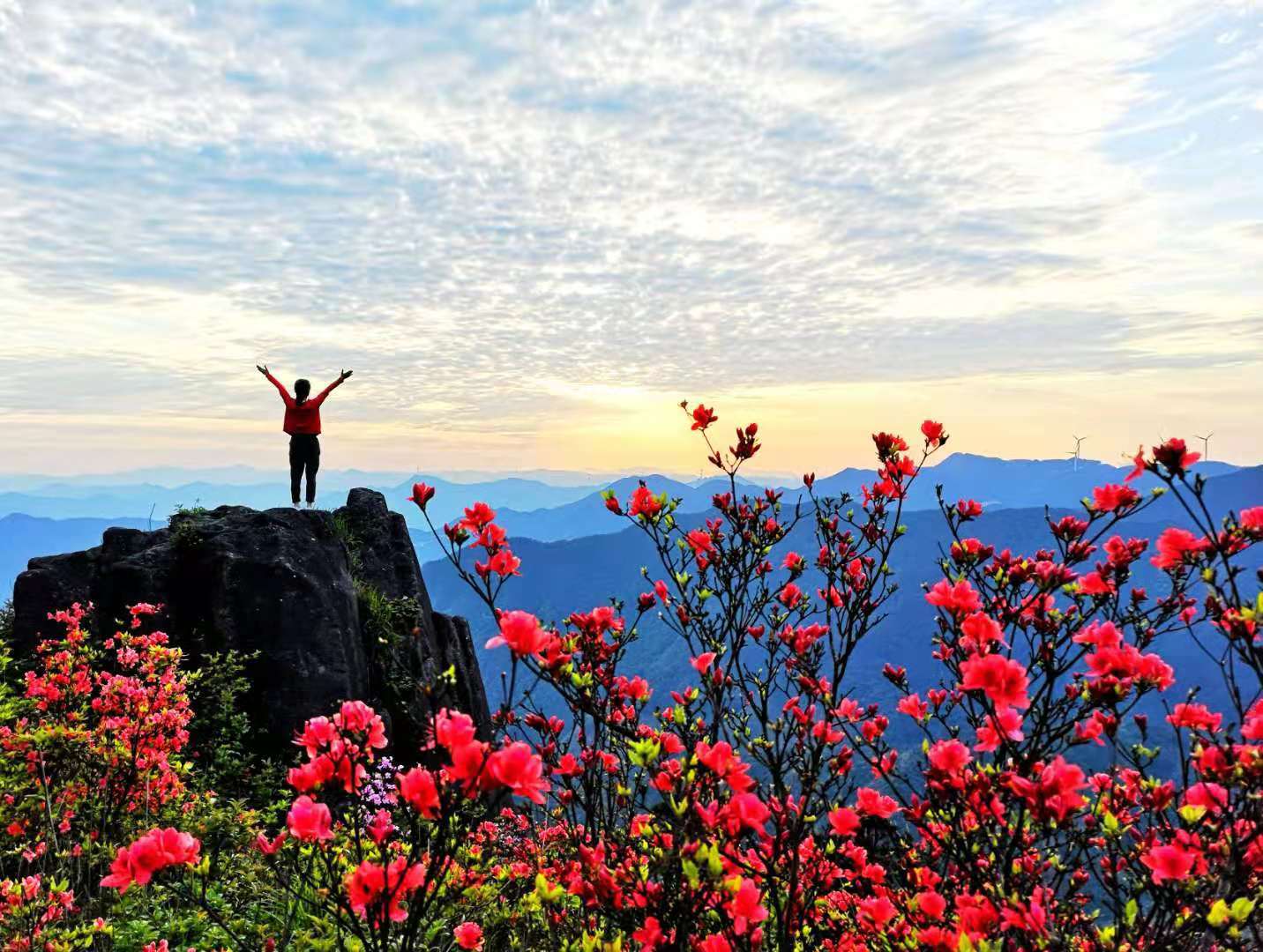 清新福建宁德寿宁又见仙岩杜鹃开
