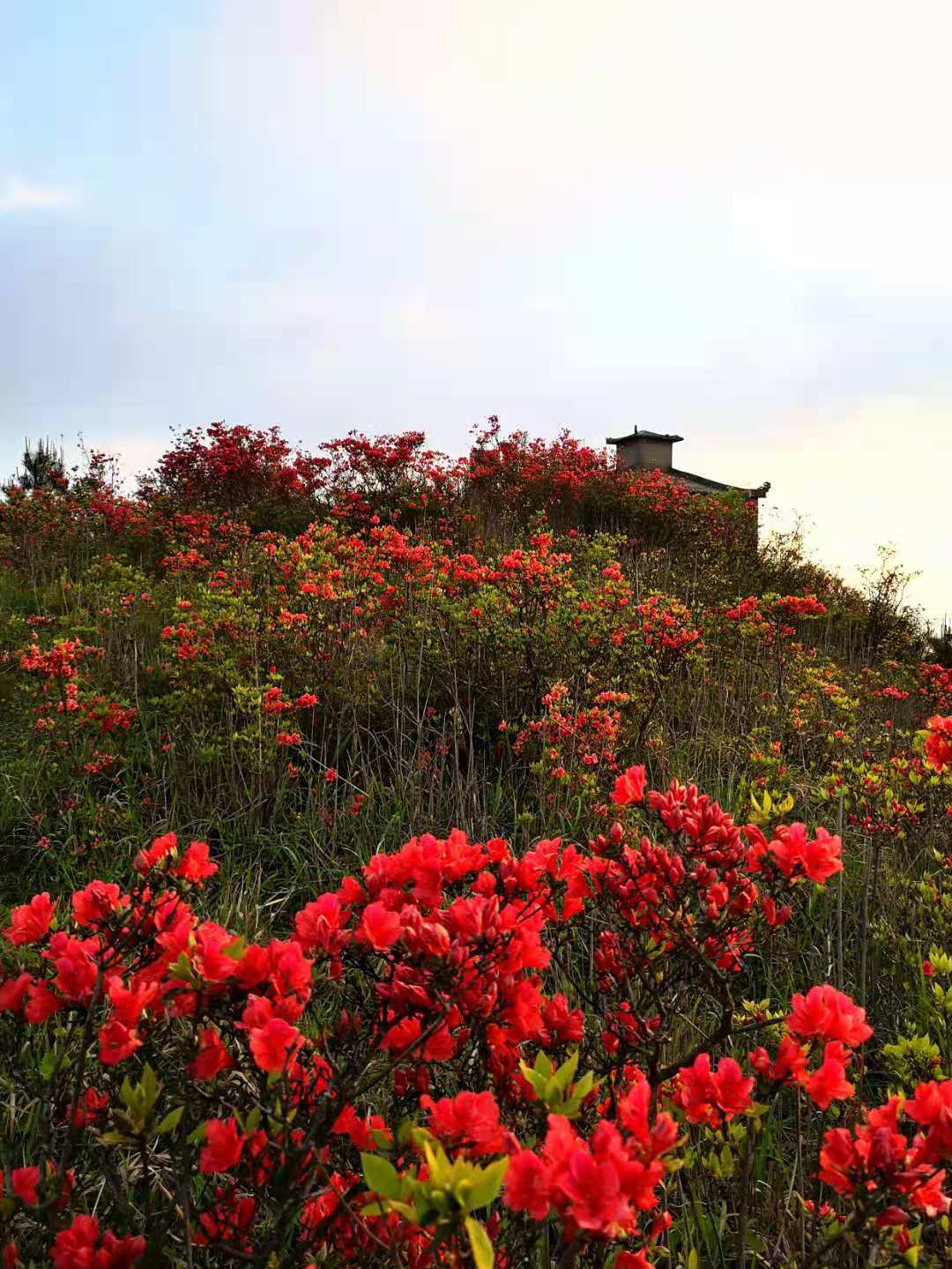 清新福建宁德寿宁又见仙岩杜鹃开