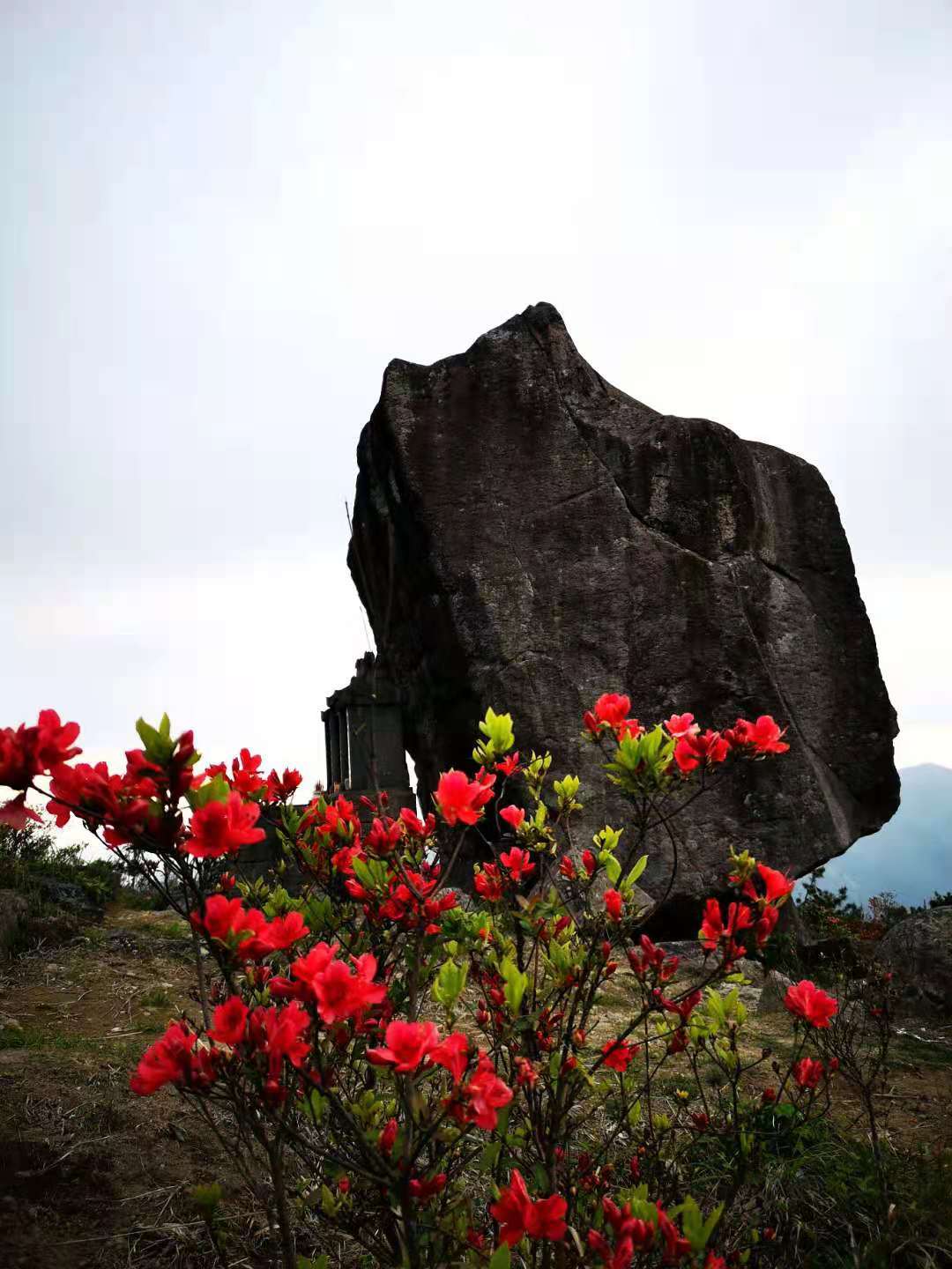 清新福建宁德寿宁又见仙岩杜鹃开