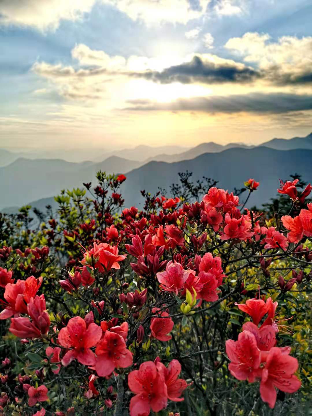 清新福建宁德寿宁又见仙岩杜鹃开