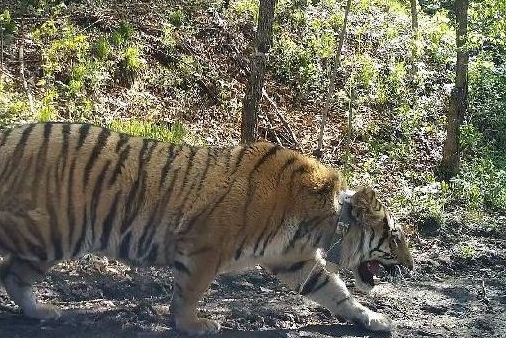 重回山林!黑龙江进村东北虎成功放归自然