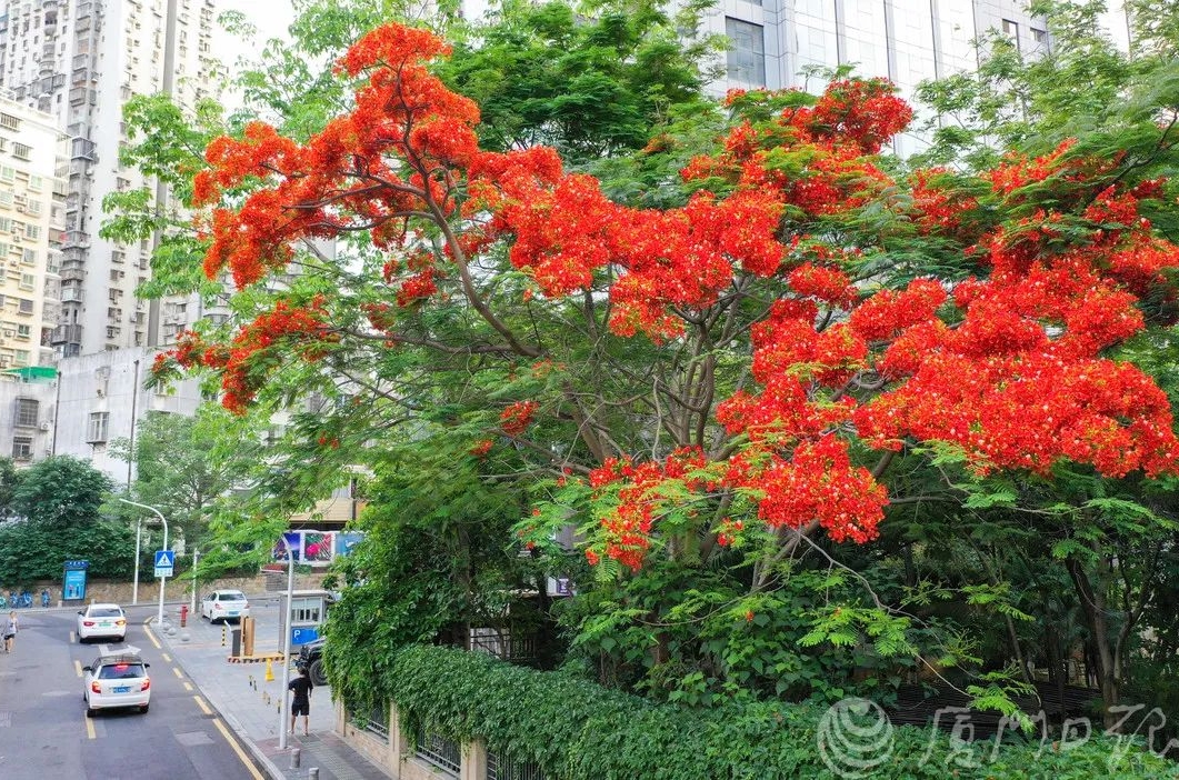 "叶如飞凰之羽,花若丹凤之冠" 讲的正是厦门的市树—— 凤凰木 近日