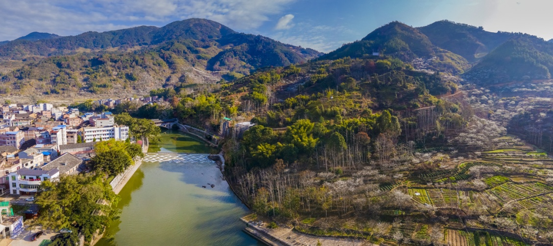 农民丰收 | 宁德福安:潭头芙蓉李——有"李"走遍天下