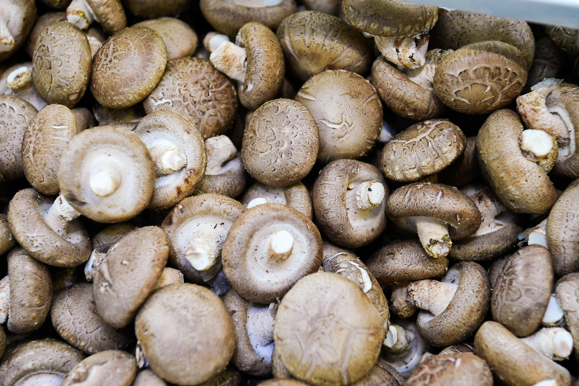 屏南县:小菌菇撬起大产业