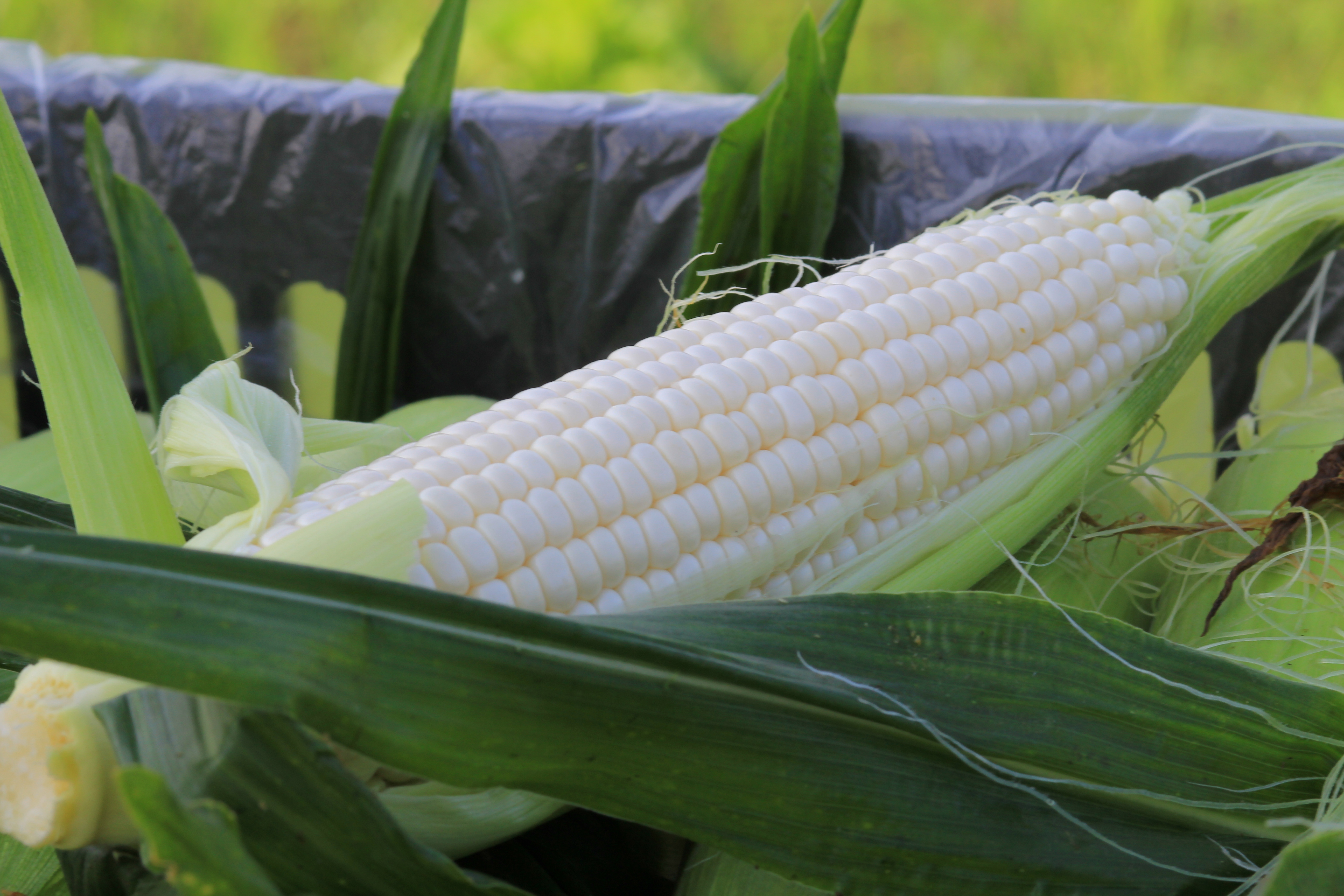 火了可以生吃的水果玉米在常太抢鲜上市