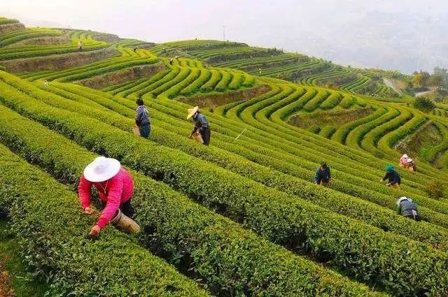 百茶百味| 一两黄金一两茶！这款茶很shine很“金贵”！