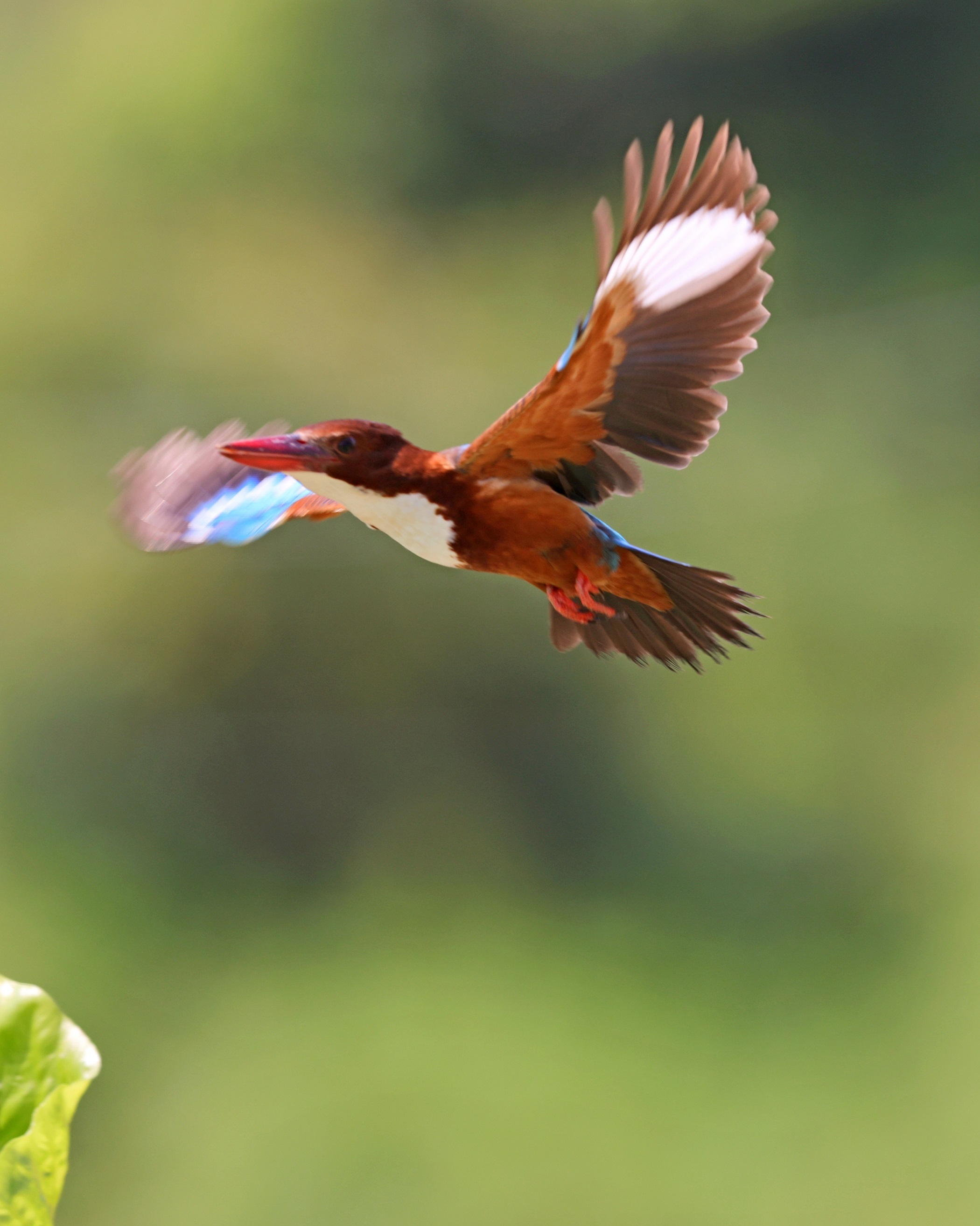 (摄影:钟飒)摄影:钟飒白胸翡翠,目前为国家二级保护动物,在福安市溪