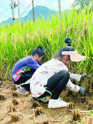 暑假帶孩子回老家幹農活下地收割稻子進山撿拾鴨蛋