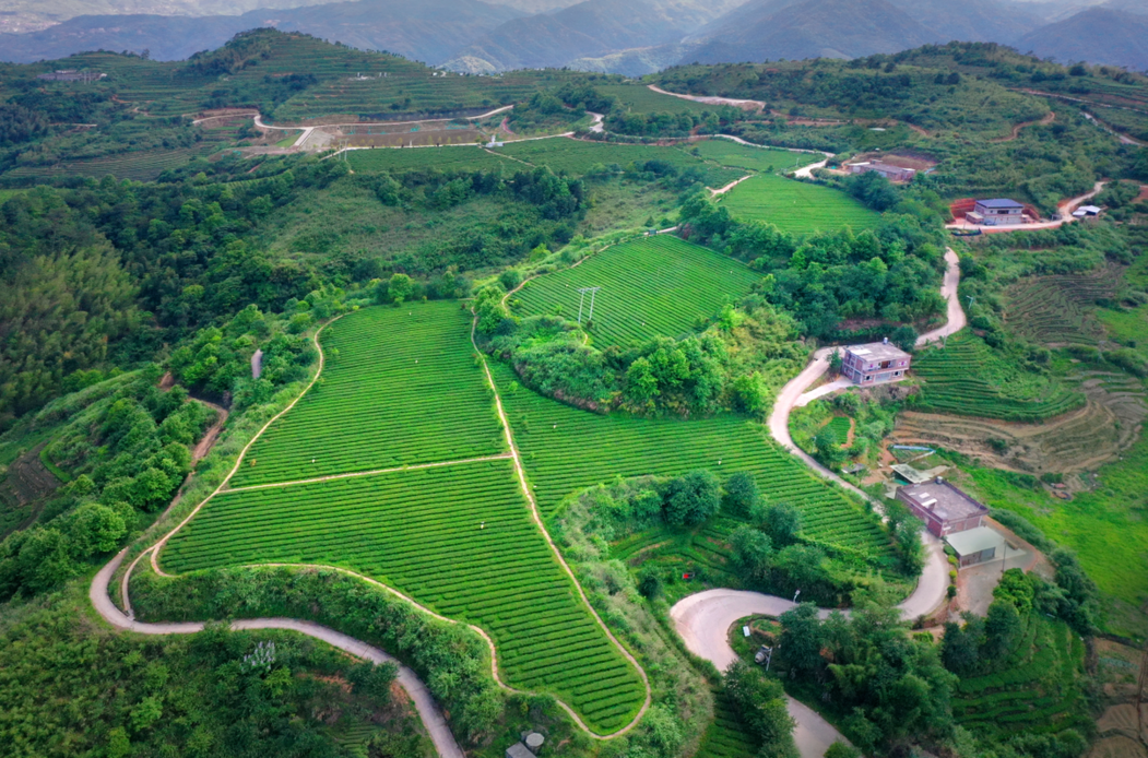 俯瞰安溪云岭茶庄园(傅筱清 摄)2014年,国家茶叶质量安全工程技术研究