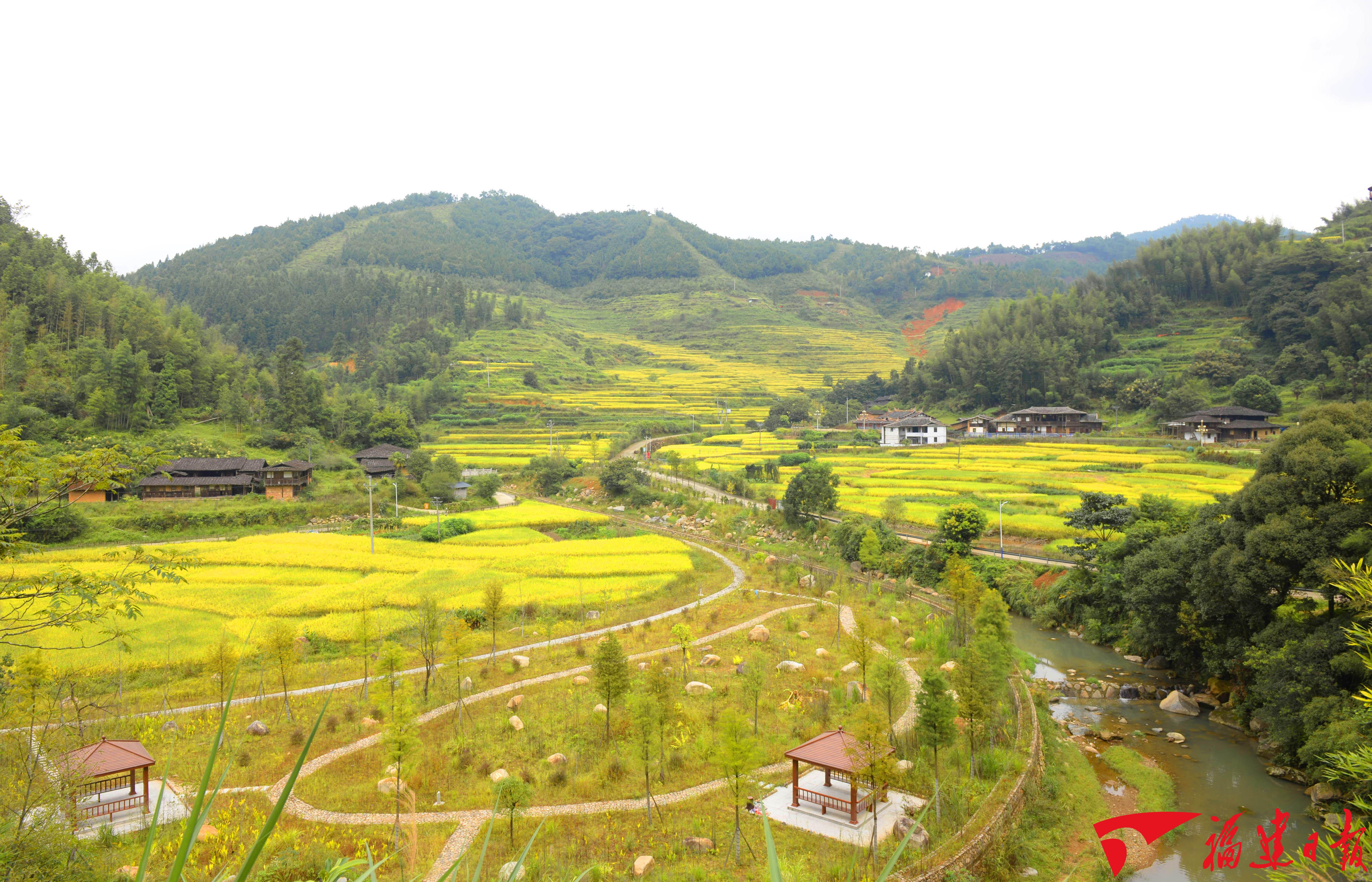 泉州德化在金色稻田奏响丰收乐章