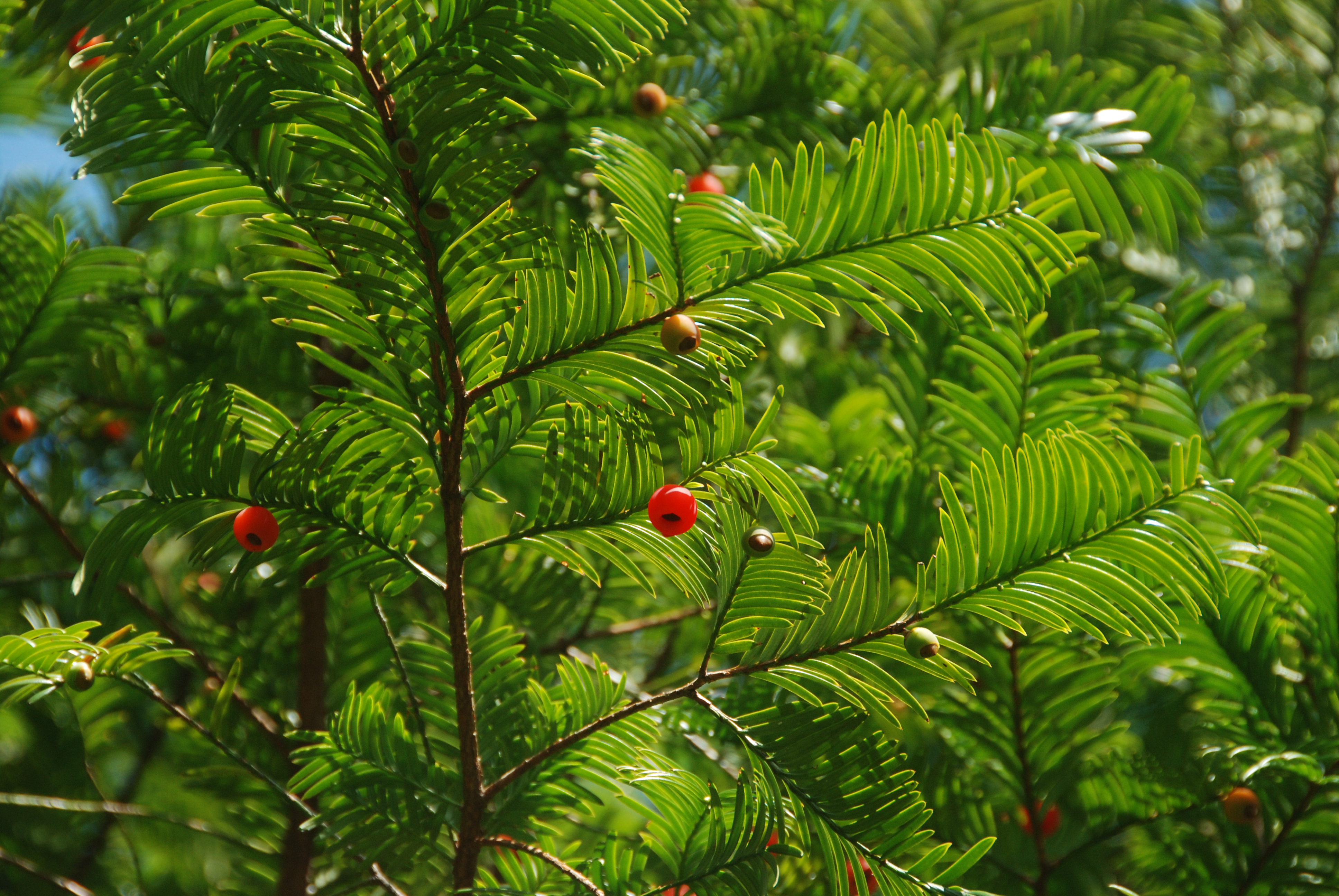 南方红豆杉 (国家一级重点保护植物) 徐自坤摄拥有代表性的人文资源