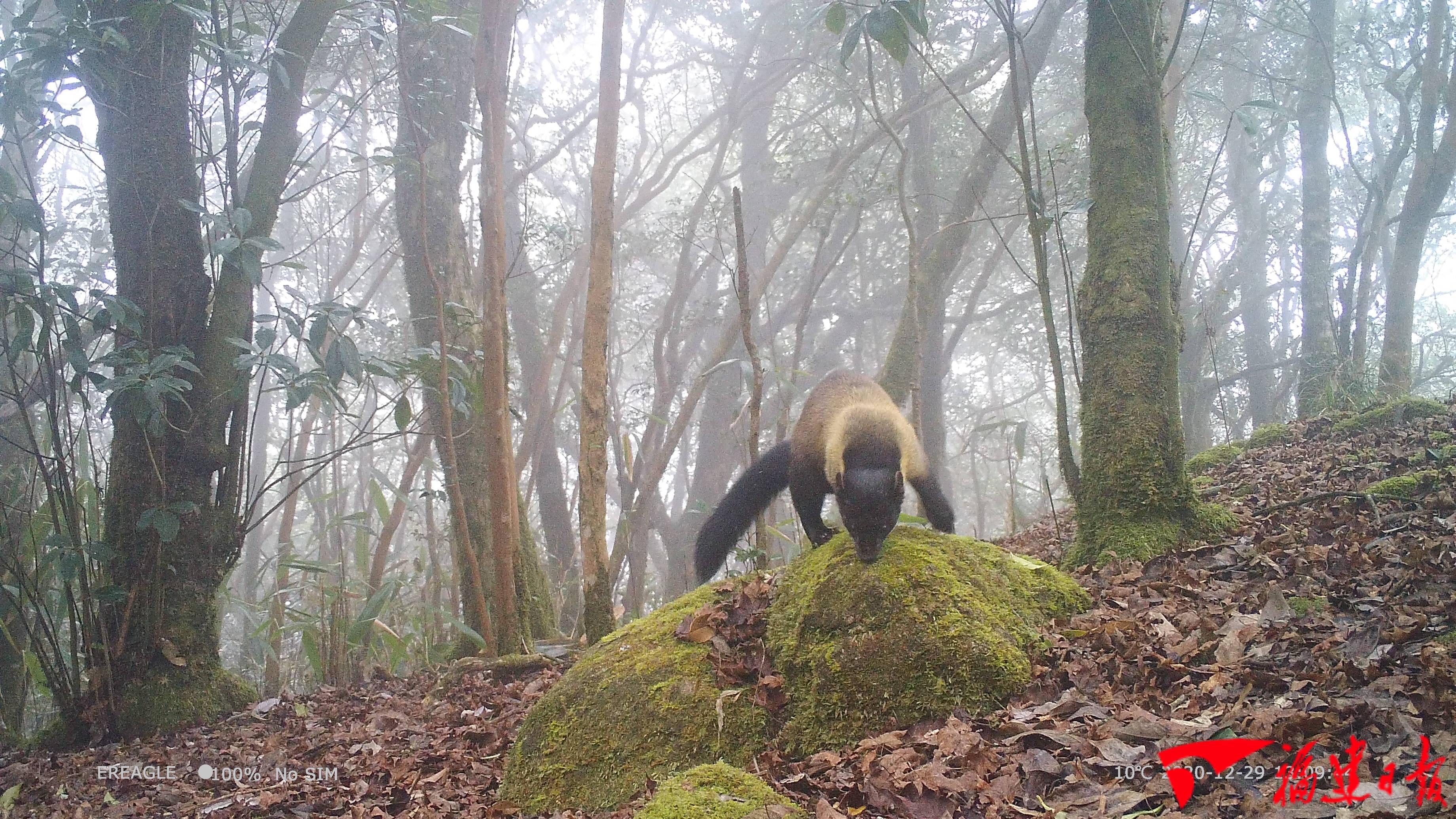 武夷山国家公园发现国家二级保护动物黄喉貂