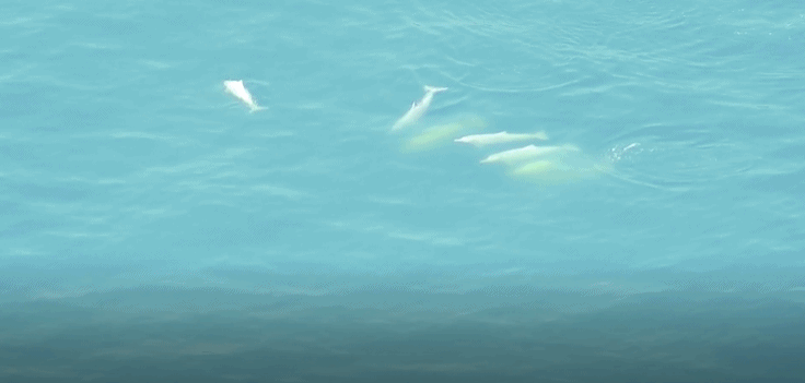中华白海豚“现身”厦门海域 “组团秋游”