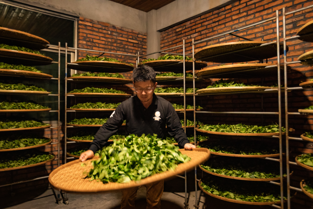 岩茶新势力武夷琅琊榜陈拯岩茶是守江山的茶