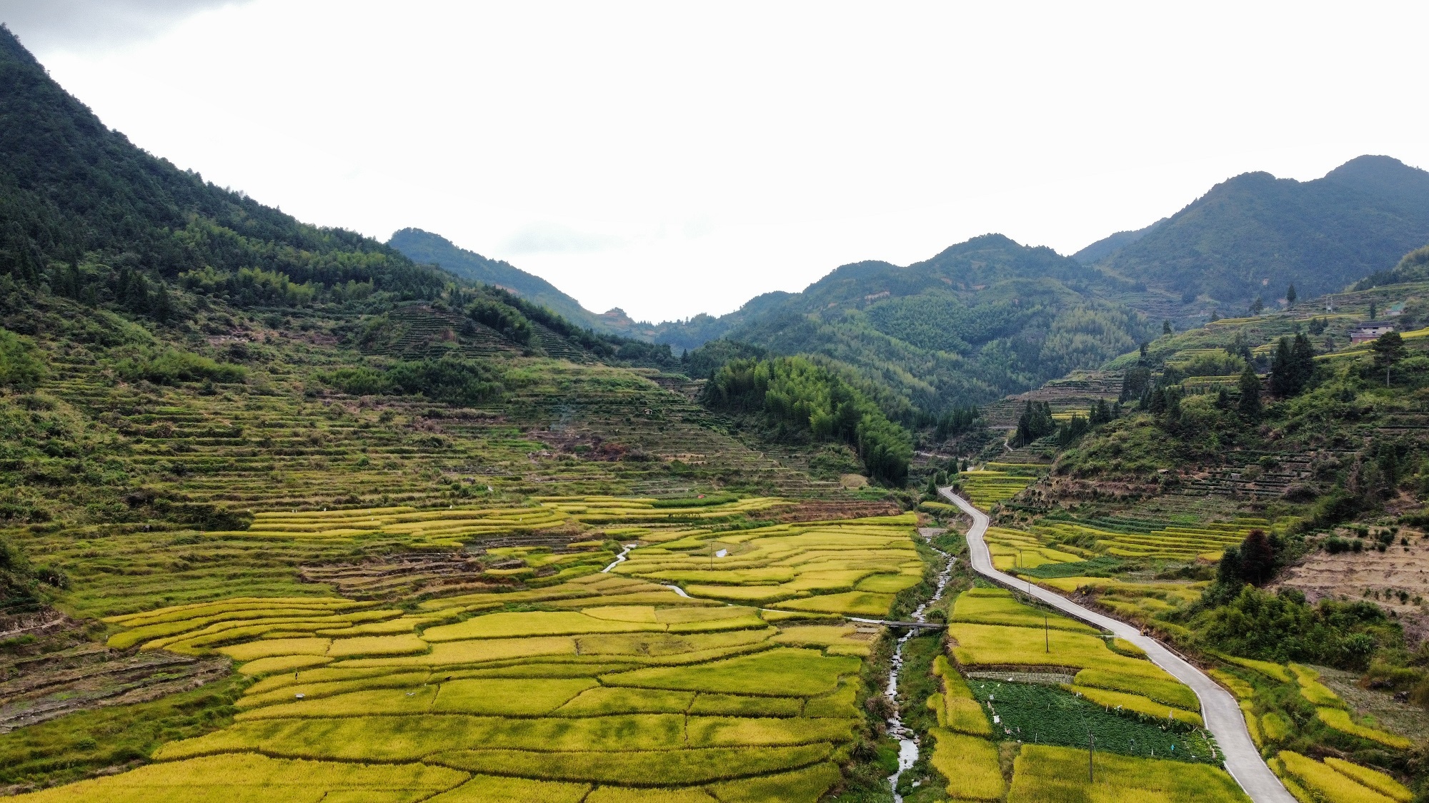 每日一景宁德寿宁大安乡梯田风光
