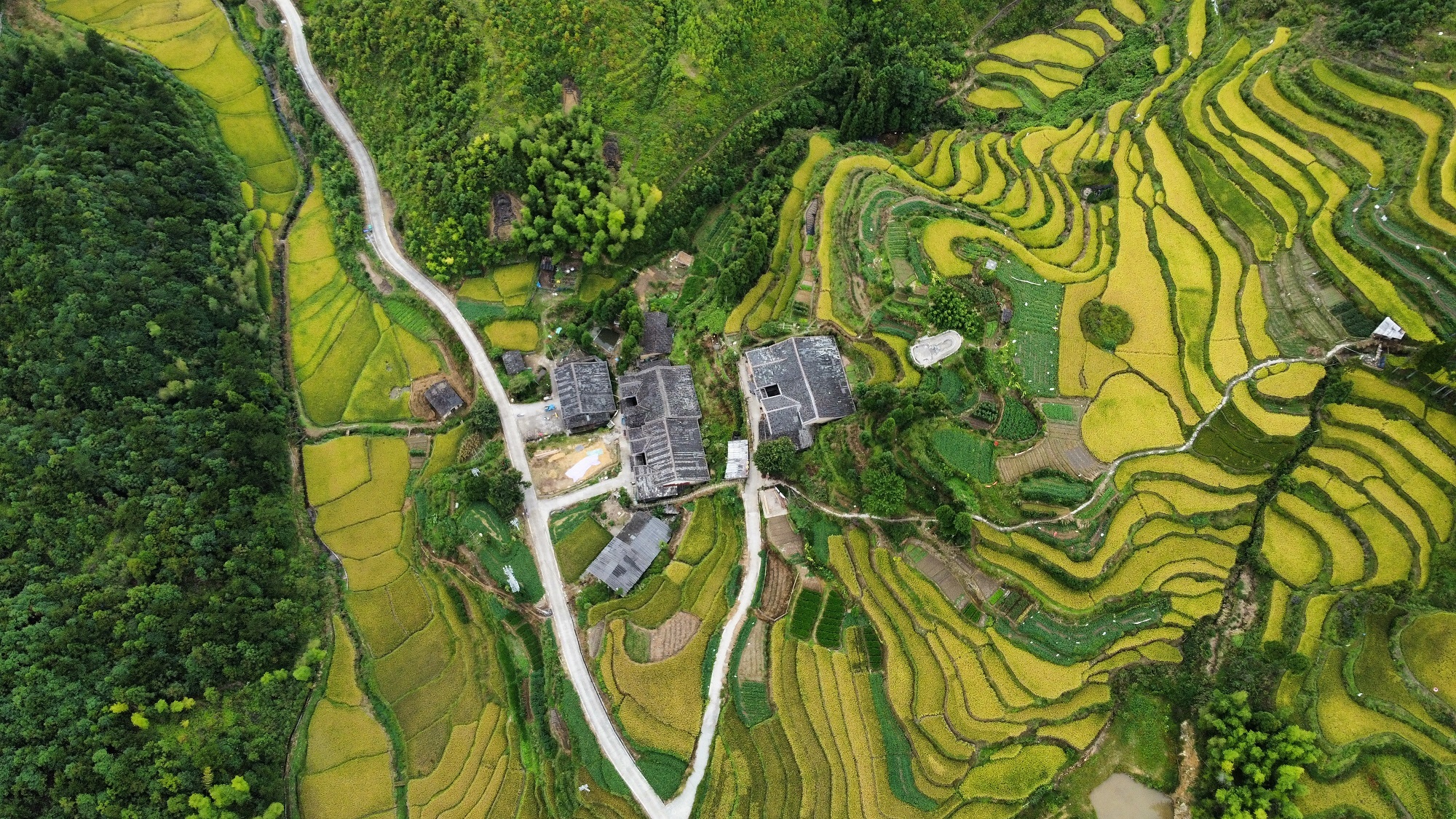 每日一景宁德寿宁大安乡梯田风光